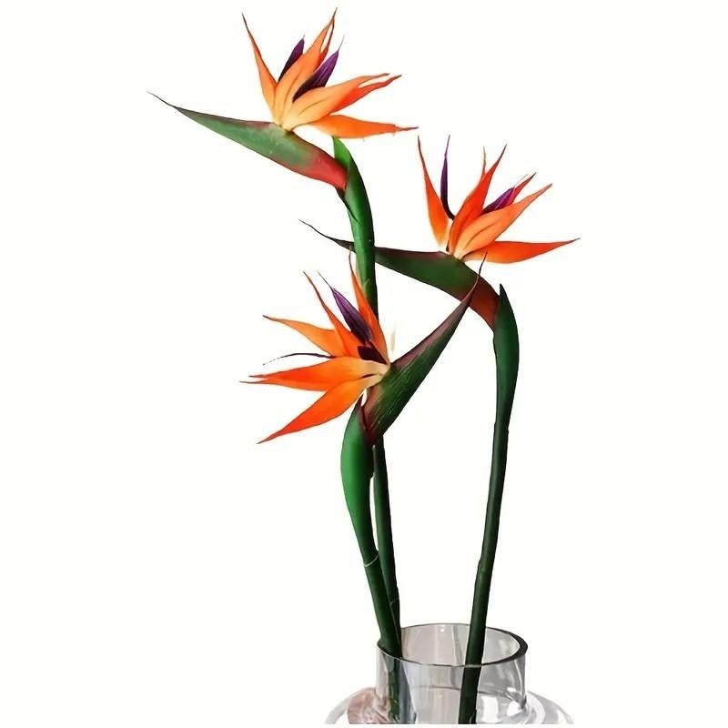 strelitzia Reginea, Enlèvement ou Envoi, Neuf
