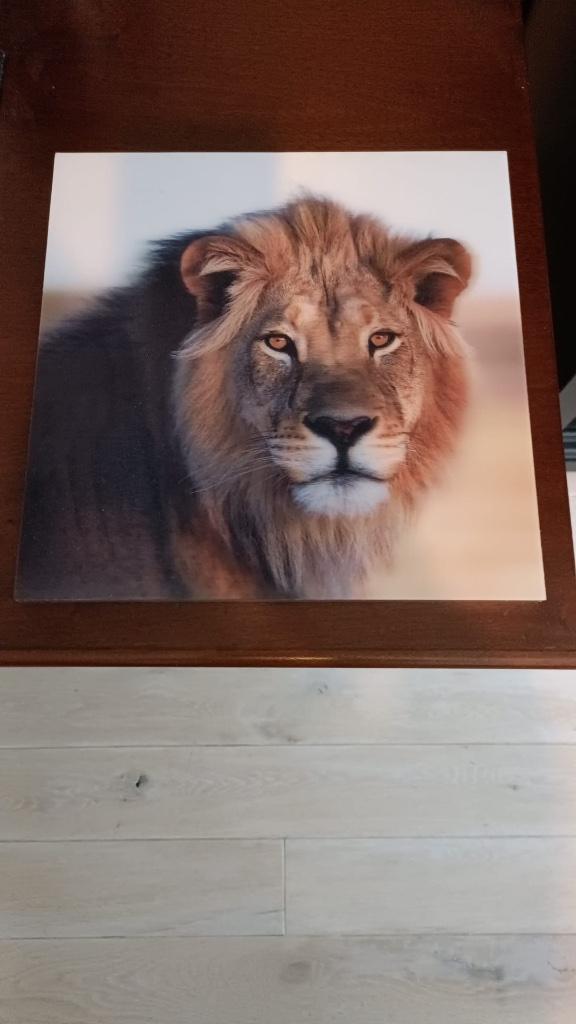 3D kader leeuw, Ophalen