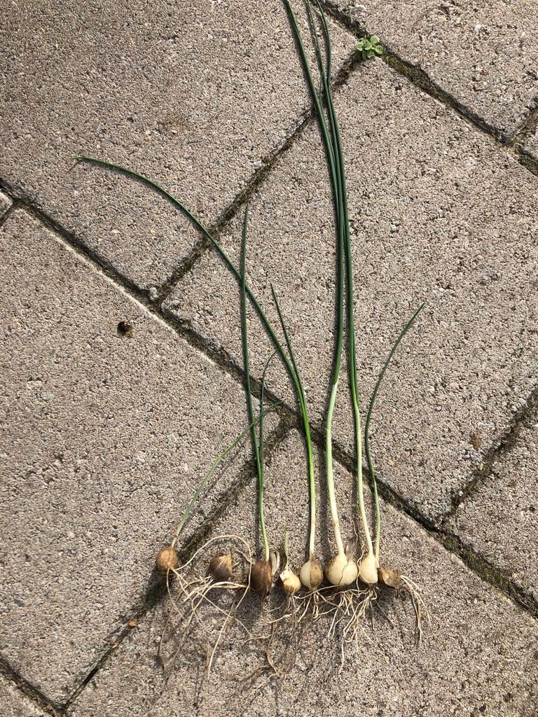 Paarse sieruien, Tuin en Terras, Bloembollen en Zaden, Ophalen, Najaar, Knol