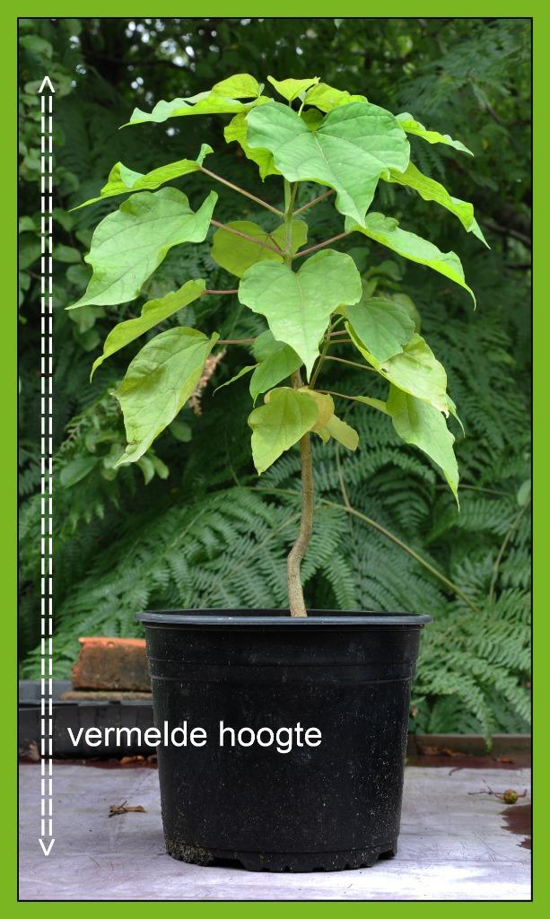 Catalpa bignonioides AUREA - GELE Trompetboom/Struik - BIJEN, Ophalen, Zomer