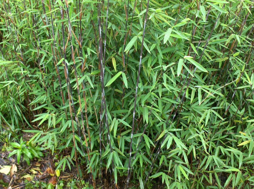 Bamboe Fargesia Black Pearl, Tuin en Terras, Planten | Struiken en Hagen, Haag, Bamboe, Ophalen