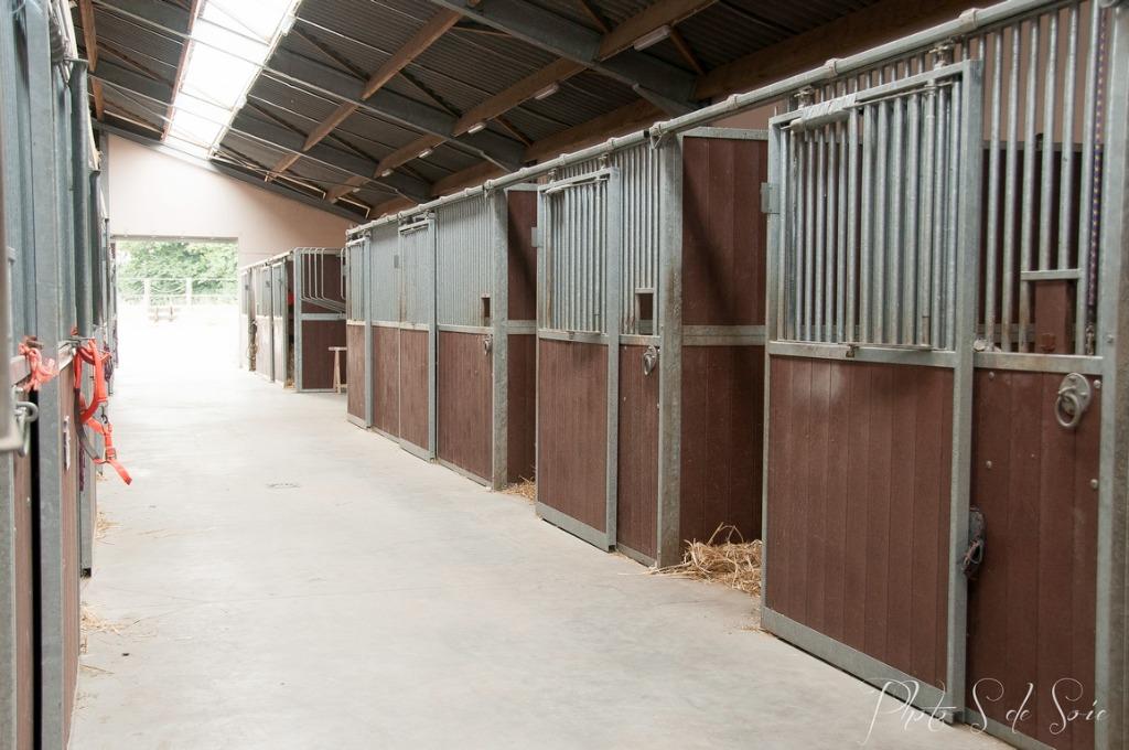 Pension chevaux région Brugelette/Ath, Animaux & Accessoires, Enlèvement