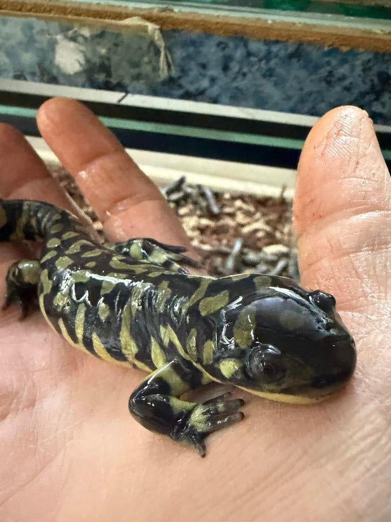 Salamanders, Dieren en Toebehoren, Amfibie, 0 tot 2 jaar