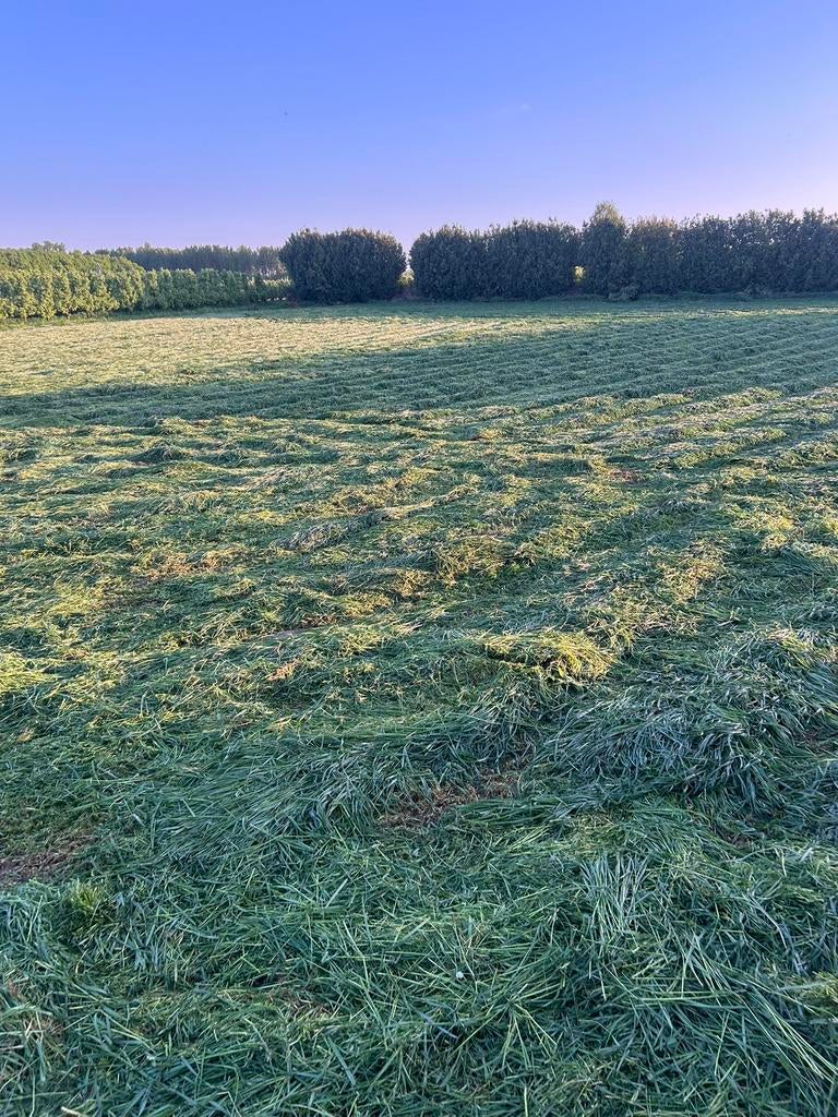 Gezocht weide grasland