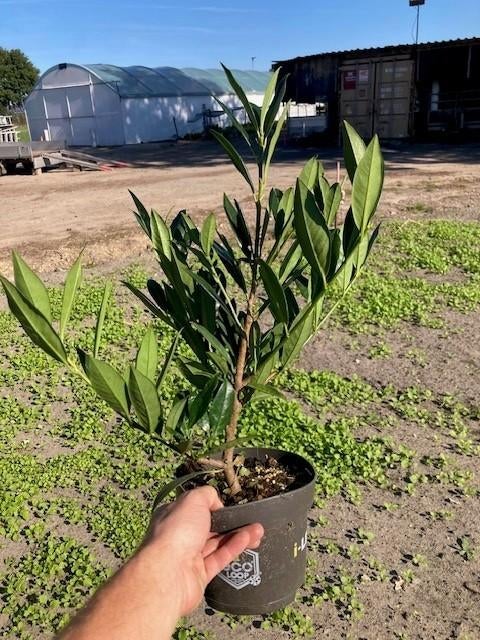 Overstock Prunus otto Luyken 40/50 pot 1.5L, Tuin en Terras, Ophalen, Laurier, Struik, Minder dan 100 cm