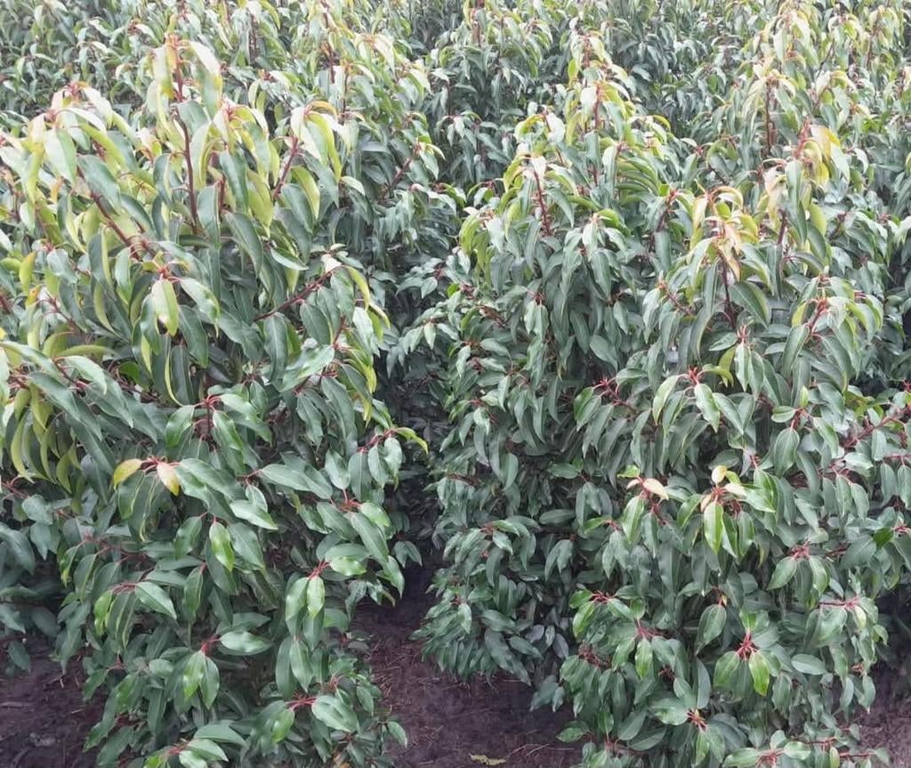 ‼️prunus lusitanica angustifolia aan promoprijzen‼️, Tuin en Terras, Ophalen, Taxus