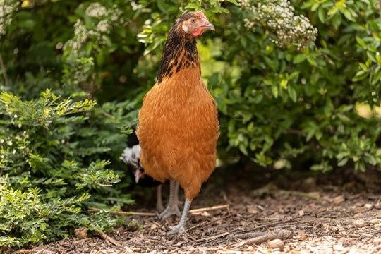 Vorwerk kippen jonge hennen beschikbaar, Dieren en Toebehoren, Vrouwelijk, Kip