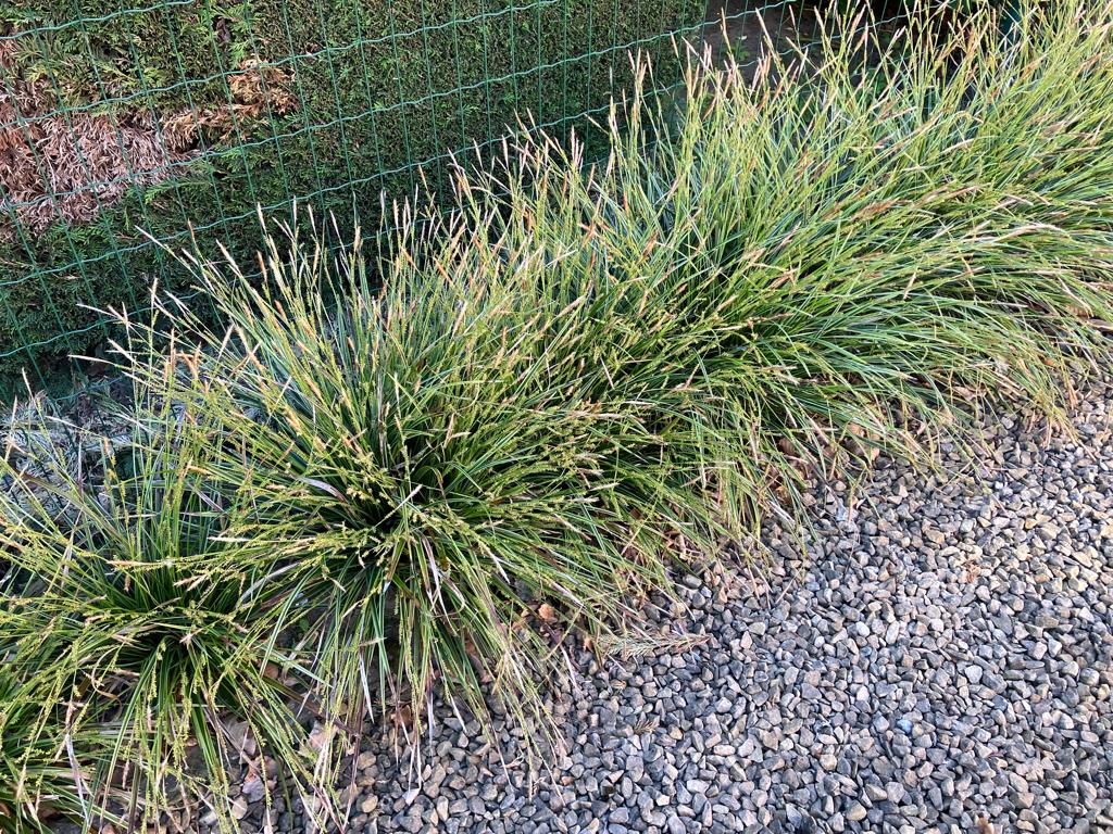 Japanse zegge, Jardin & Terrasse, Plantes | Jardin, Printemps, Enlèvement, Graminées ornementales, Plante fixe