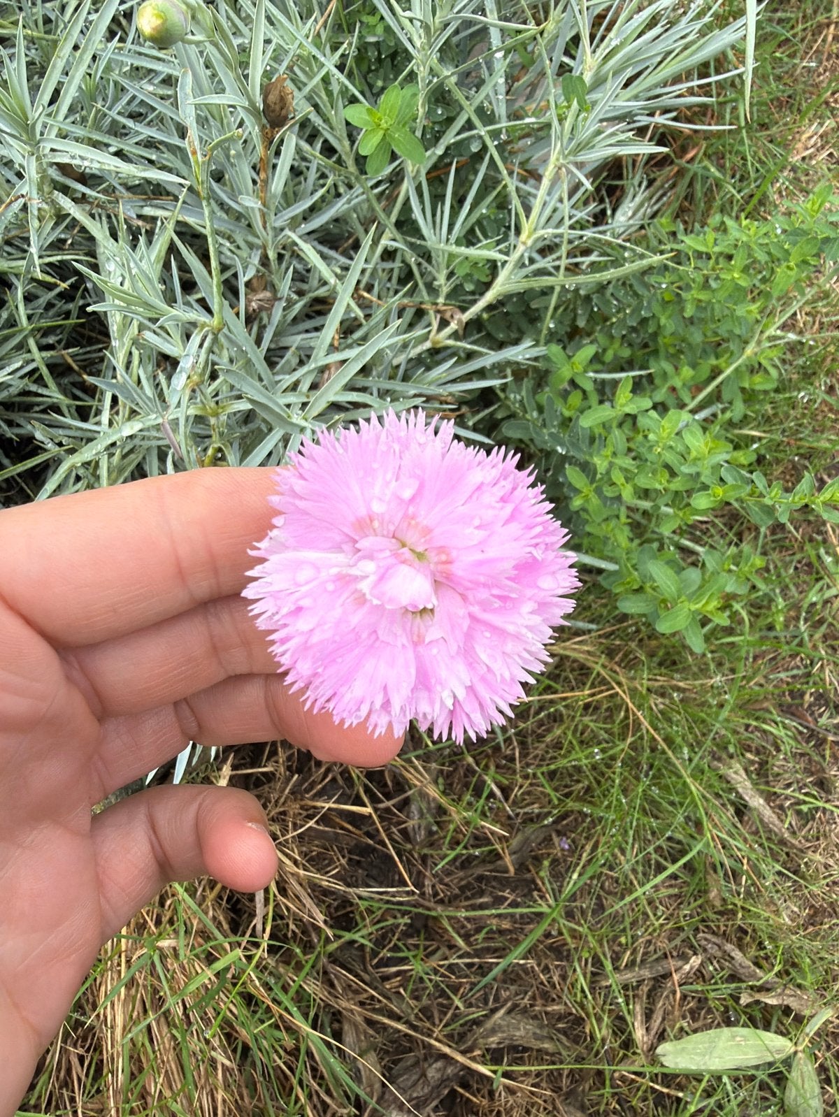 Grasanjer roze, Tuin en Terras, Ophalen, Bodembedekkers, Volle zon, Vaste plant