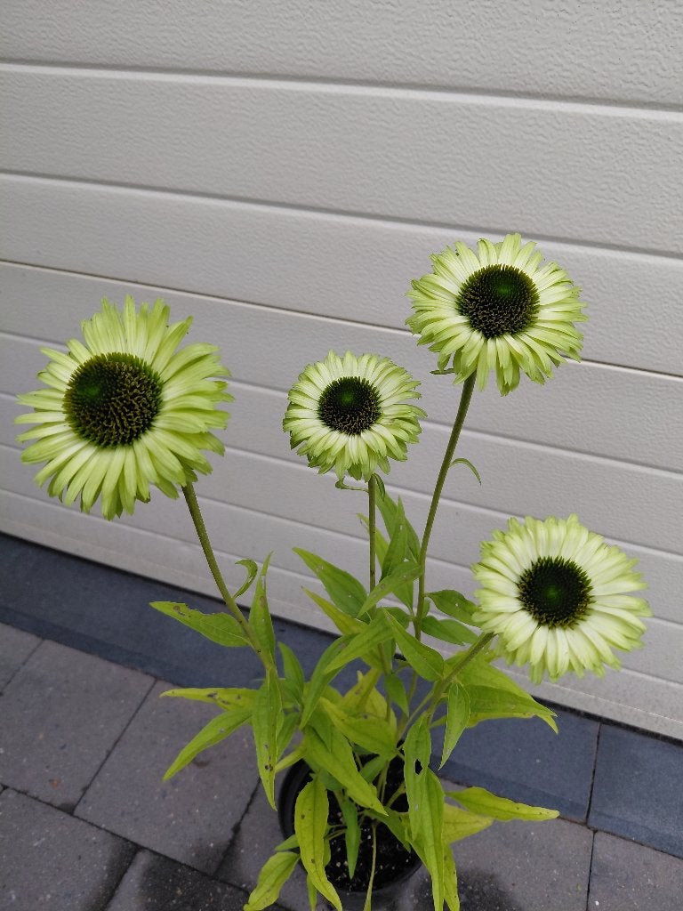 Echinacea Green Jewel, Tuin en Terras, Ophalen