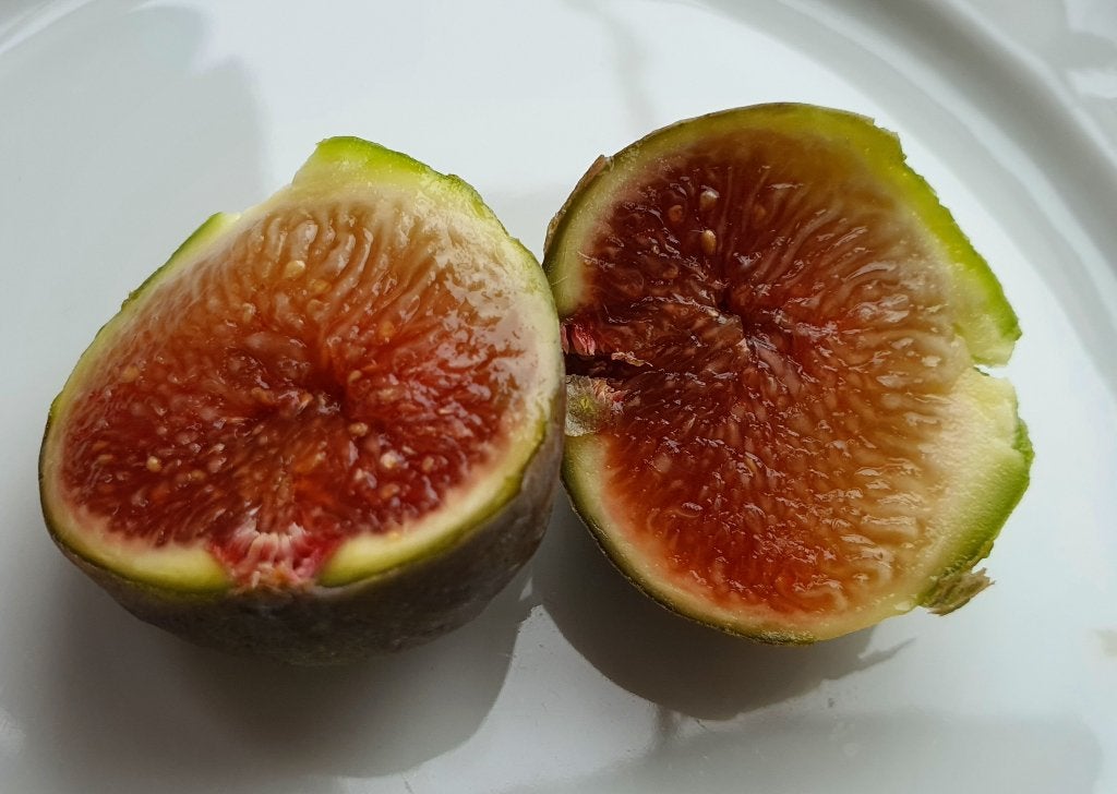 Vijgenboom 'BROWN TURKEY' vijgen boom Ficus Carica 1v7, Tuin en Terras, Planten | Fruitbomen, Vijgenboom, In pot, Ophalen