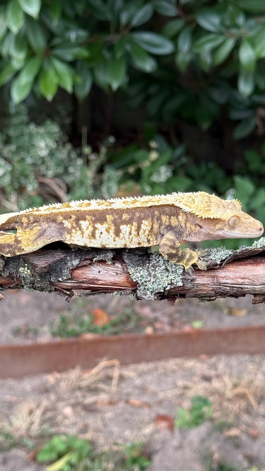Wimpergekko 1.0