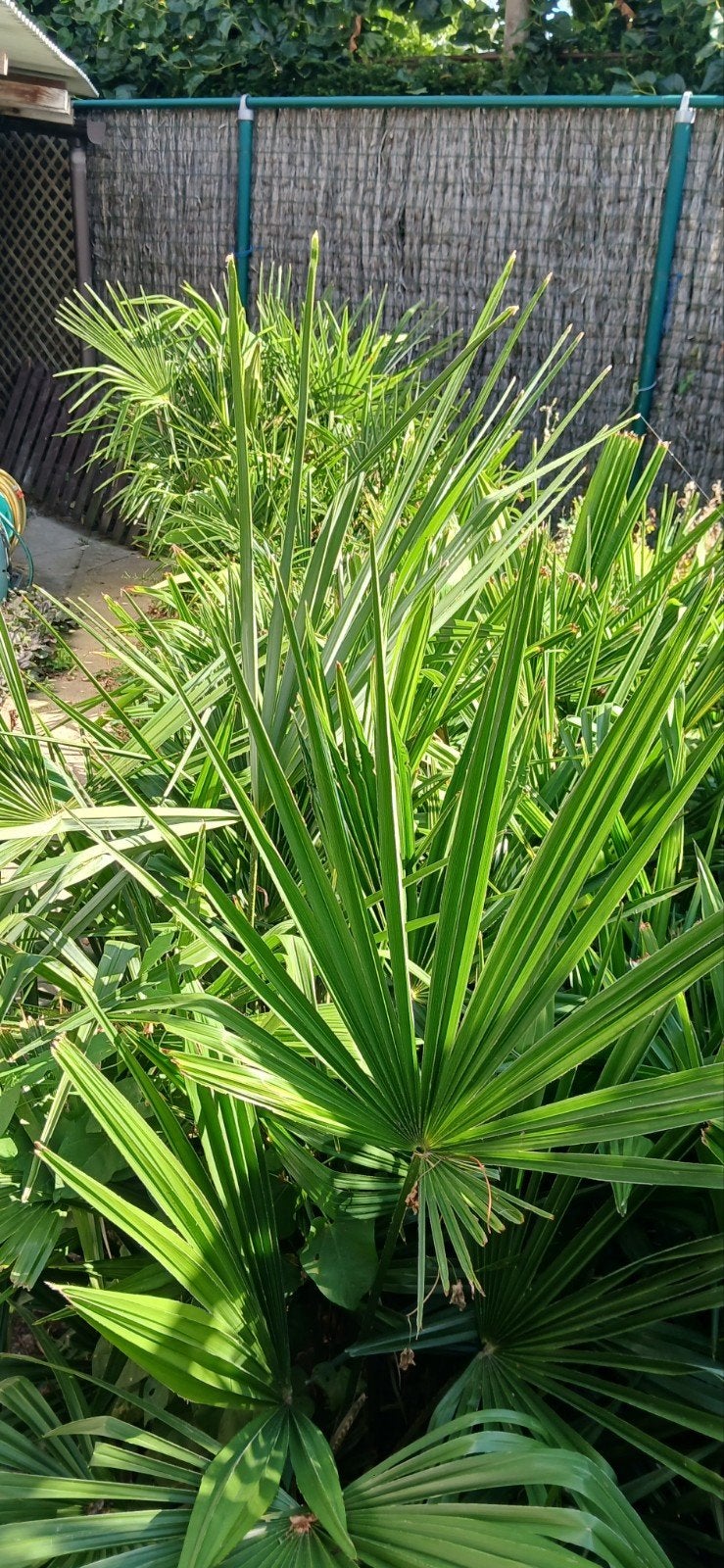 Palmiers Trachycarpus Fortunei, Enlèvement