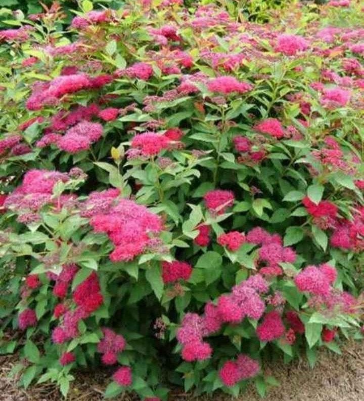 Spiree du japon, Jardin & Terrasse, Enlèvement