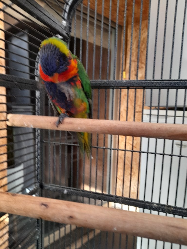 lori van de blauwe bergen, Femelle, Perruche, Bagué