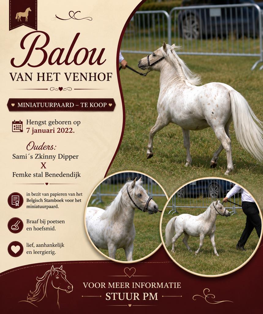 Mini paardje hengst 5 jaar, Dieren en Toebehoren, Hengst