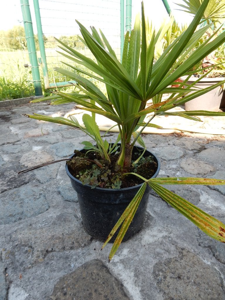 Te koop Chinese waaierpalm, Volle zon, Vaste plant, Bloeit niet, Ophalen