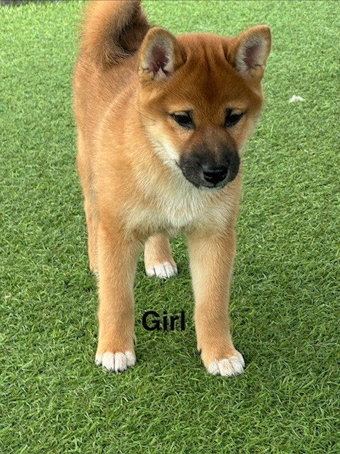 Shiba Inu teefje met stamboom ., Dieren en Toebehoren, Honden | Poolhonden, Keeshonden en Oertypen, Parvo, België, Fokker | Hobbymatig