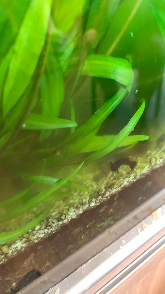 Black Molly, Dieren en Toebehoren, Vissen | Aquariumvissen