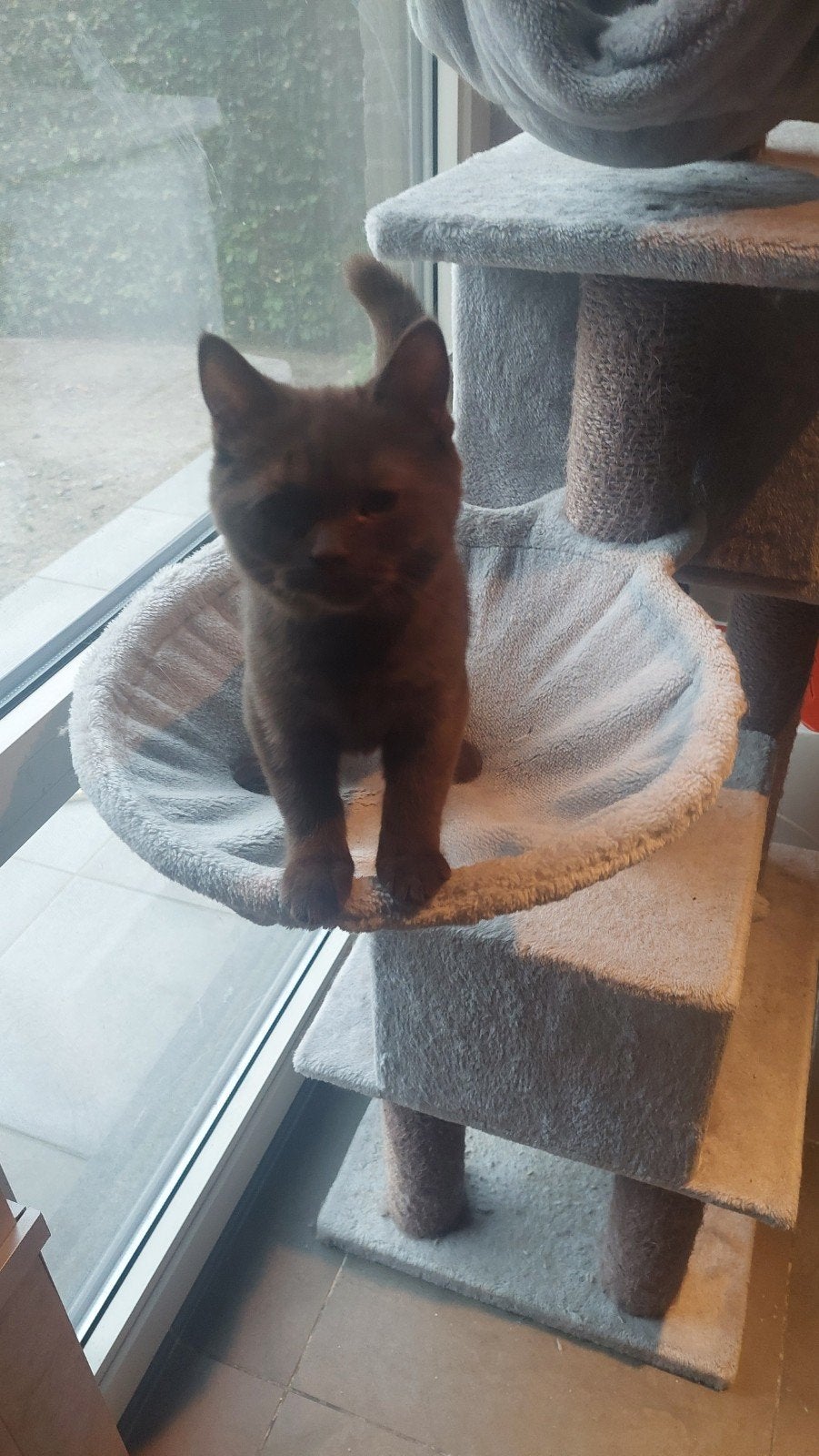 BRITSE KORTHAAR KITTEN met stamboom, Chatte ou Chat, Avec pedigree, 0 à 2 ans