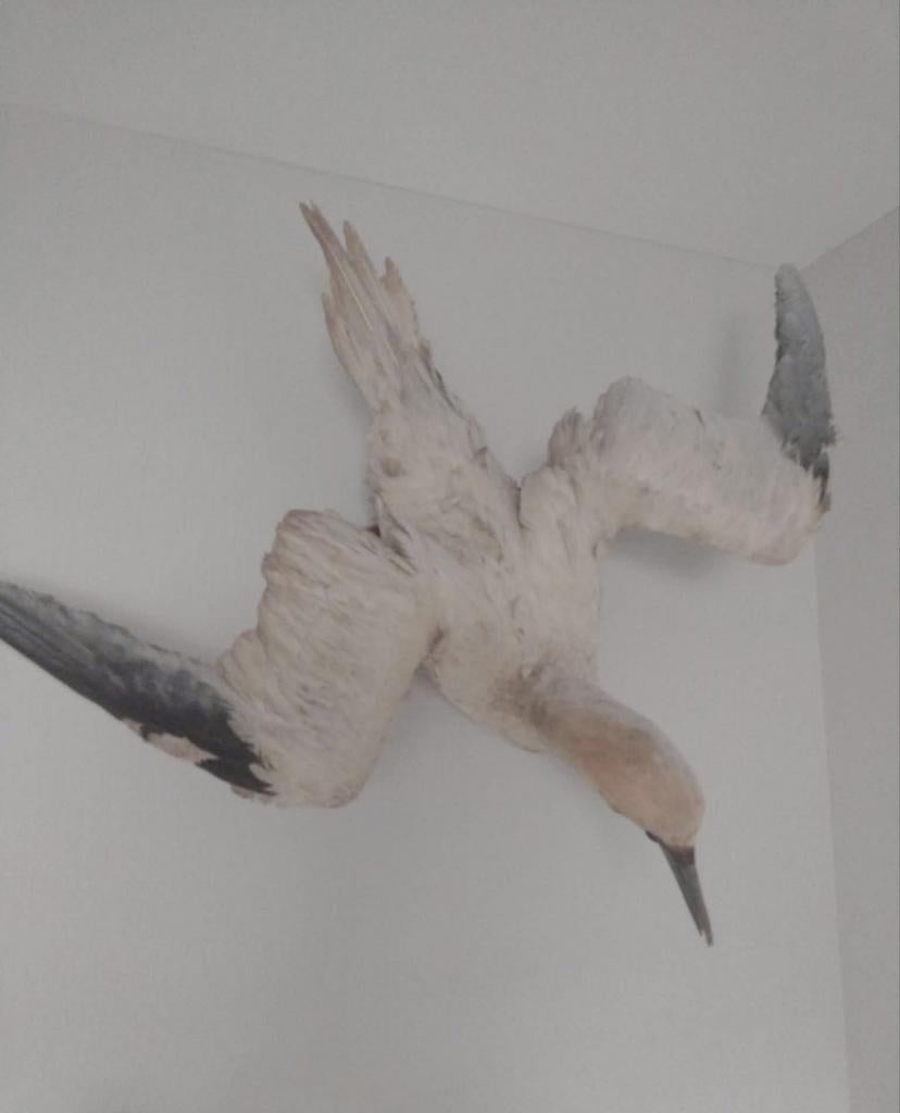 Opgezette jan van gent vogel, Verzamelen, Ophalen