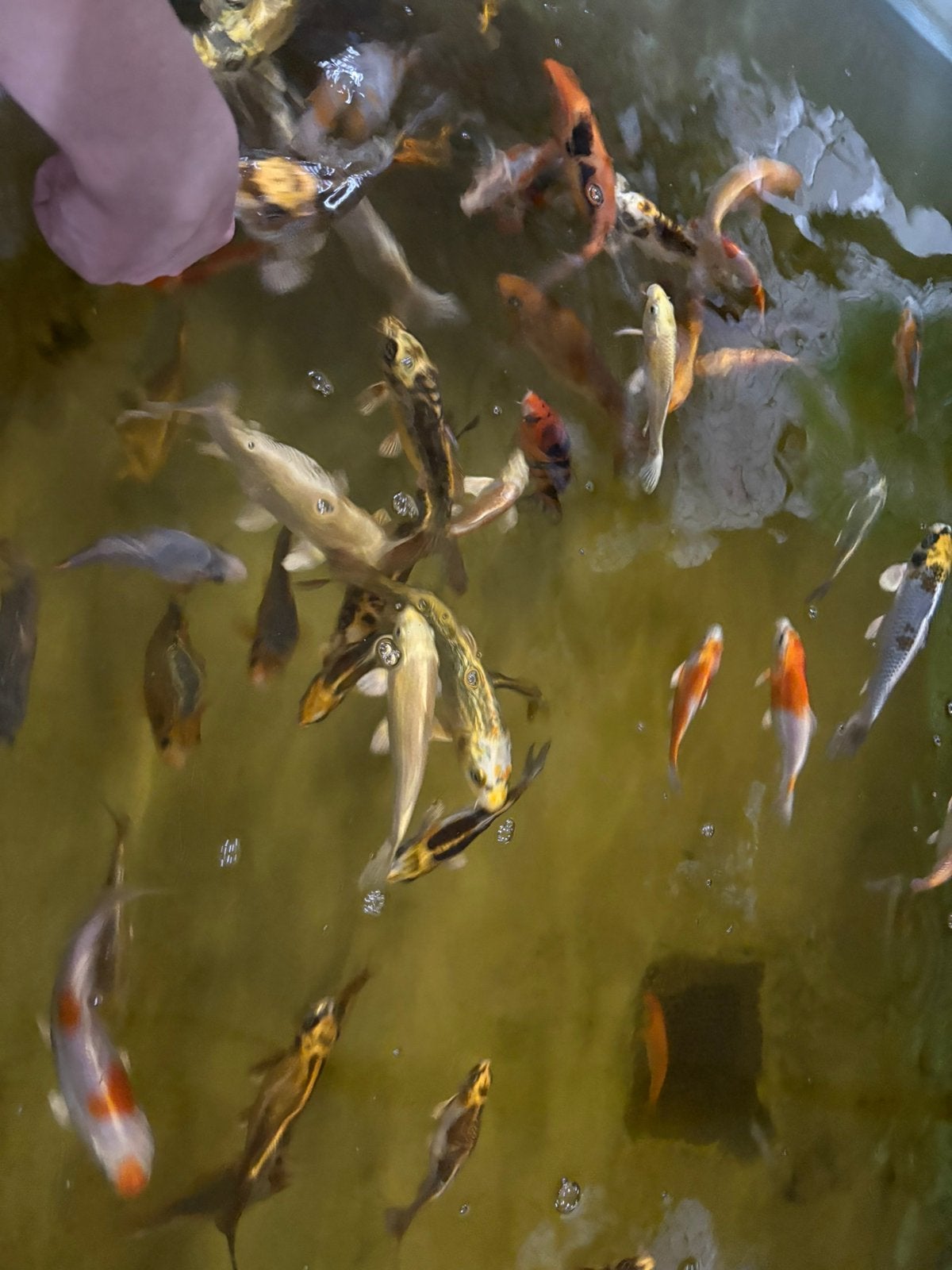 Koi vissen 15€, Dieren en Toebehoren