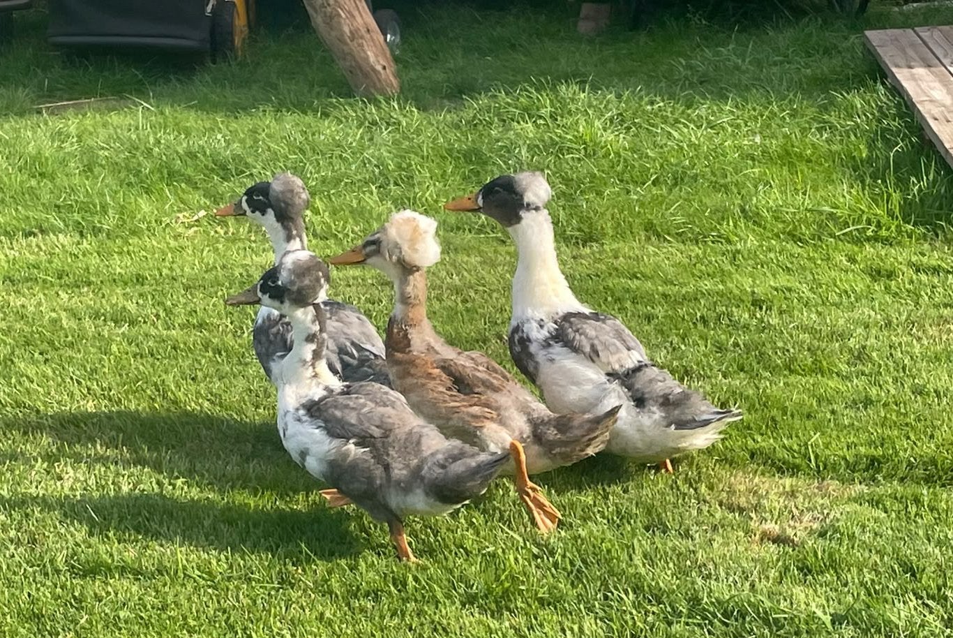 Koppel jonge Hollandse kuifeenden, Dieren en Toebehoren