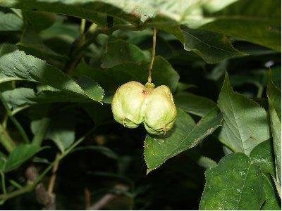Staphylla pinata, Tuin en Terras, Planten | Bomen, Ophalen, Lente, Halfschaduw, Minder dan 100 cm