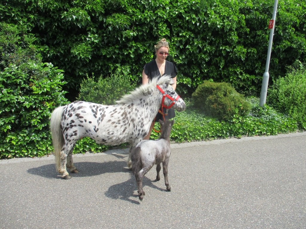 Prachtige appaloosa shetlandmerrie met merrie veulen., Dieren en Toebehoren, Merrie, Gechipt