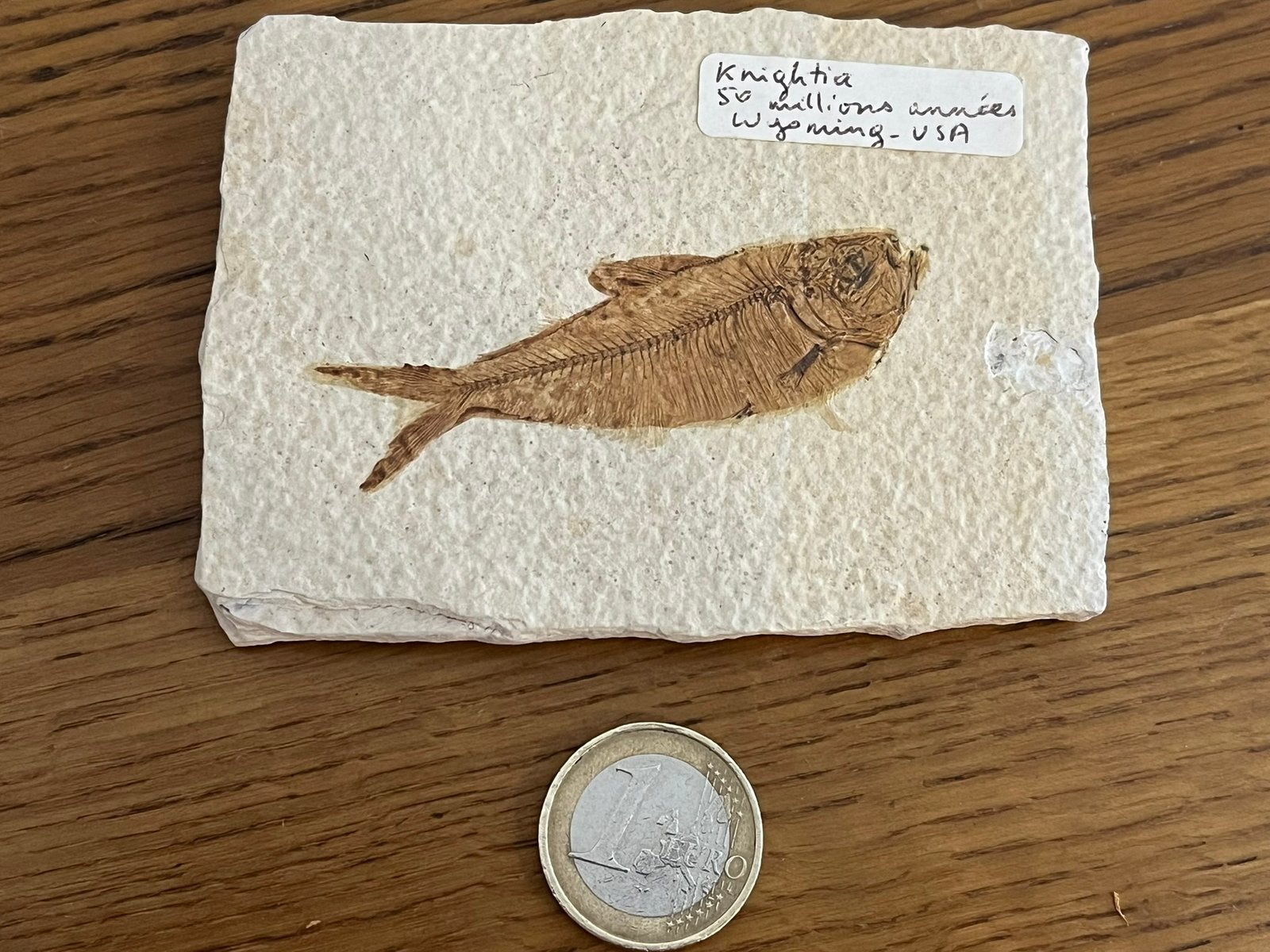 Superbe fossile de Knightia en excellent état, Enlèvement ou Envoi