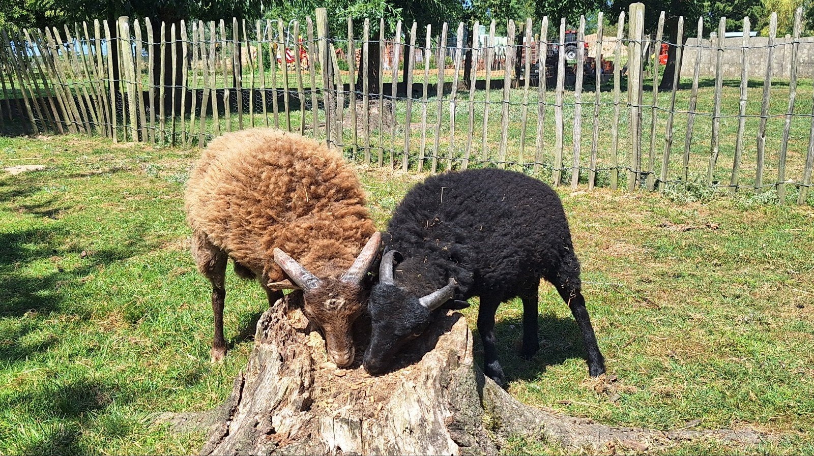 Bélier d'Ouessant brun et noir, Animaux & Accessoires
