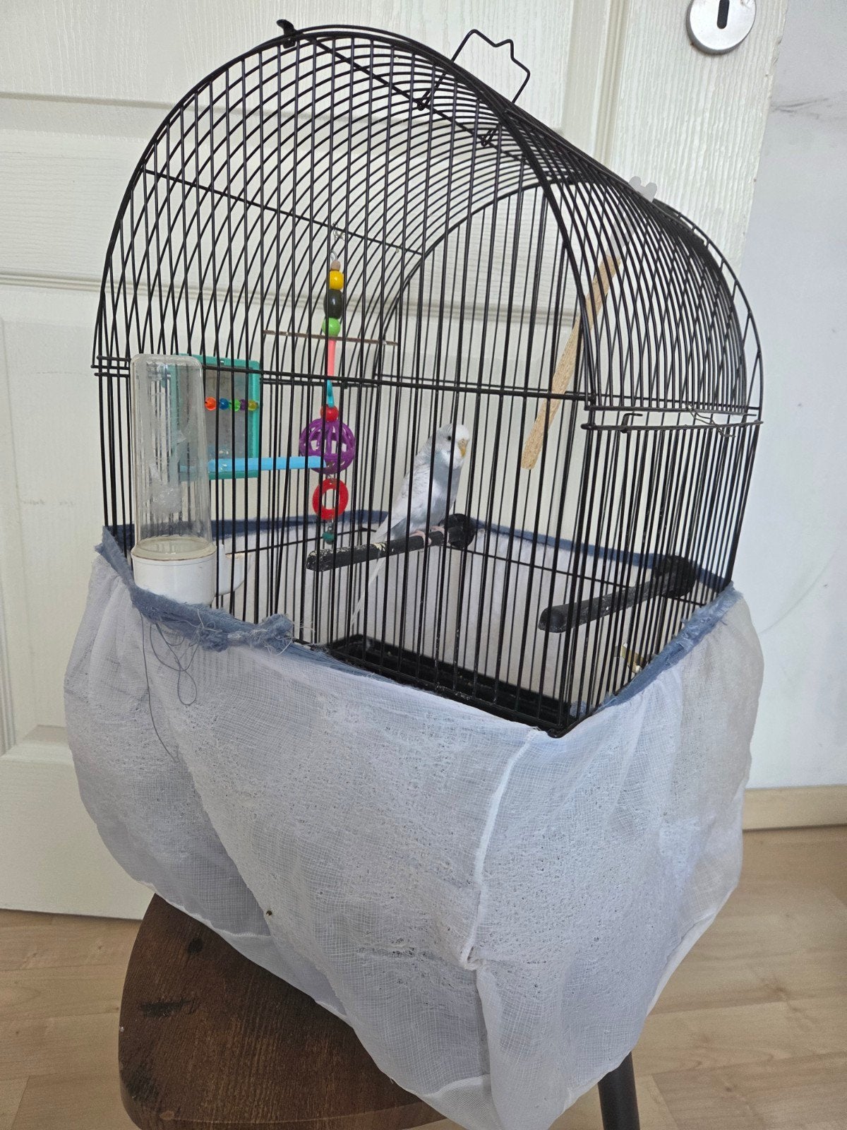 Vogel te koop met zijn kooi, Ophalen of Verzenden