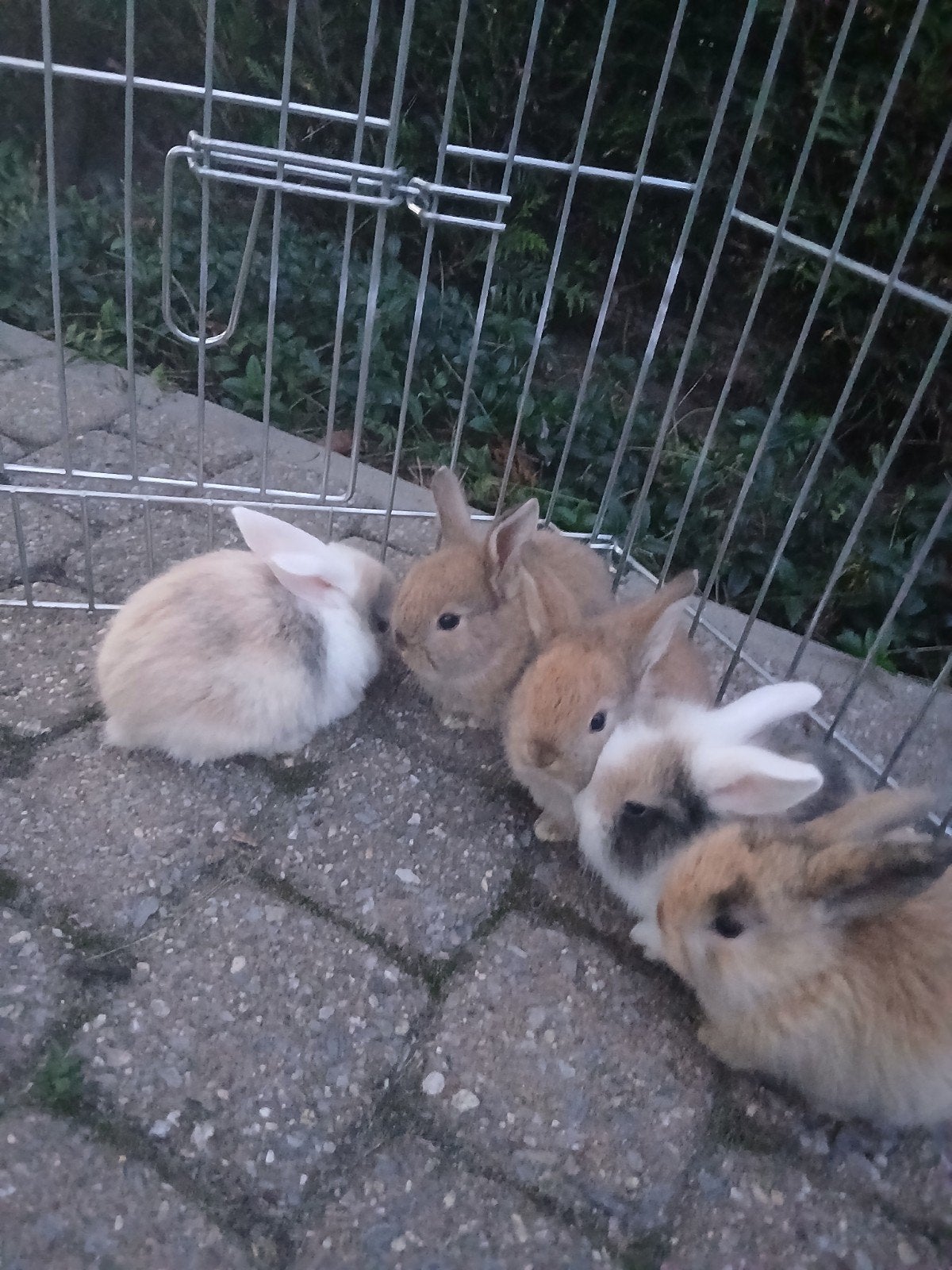 7 jonge Nederlandse hangoortjes te koop, Dieren en Toebehoren, Meerdere dieren, Klein, Hangoor, 0 tot 2 jaar