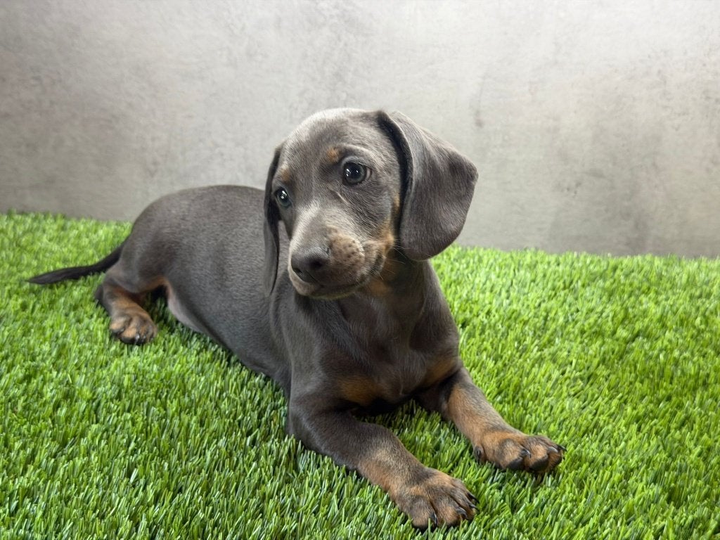 Dwerg Teckel / Dachshund pups, Dieren en Toebehoren, Parvo, België, Fokker | Hobbymatig, 8 tot 15 weken