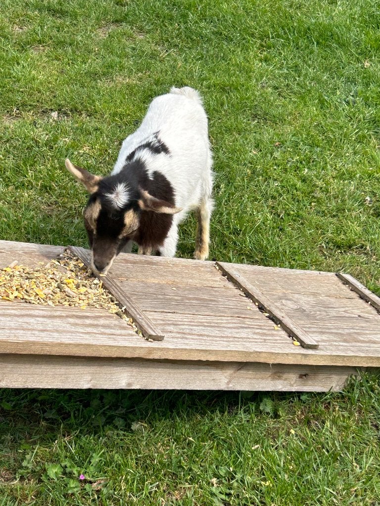 Dwerggeitje: bokje geboren op 13 januari, Dieren en Toebehoren, Mannelijk, Geit, 0 tot 2 jaar