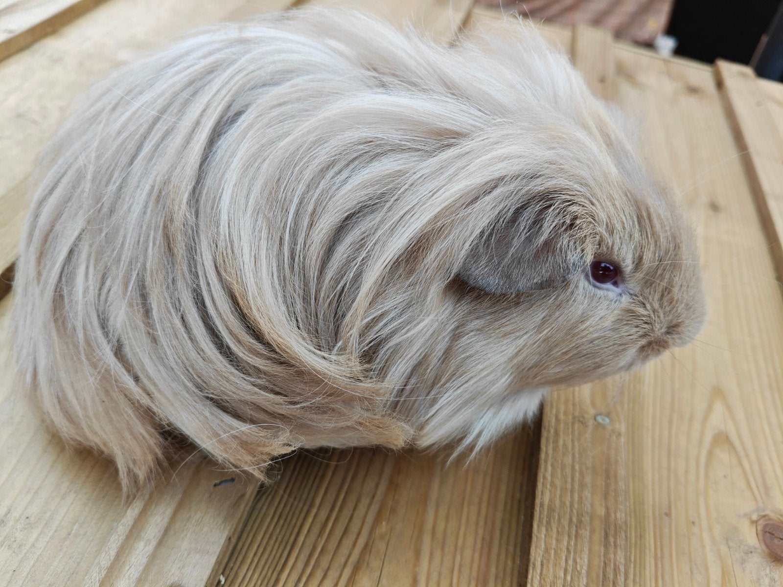cavia beertje, Animaux & Accessoires, Mai, Mâle, Cobaye