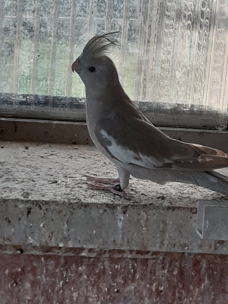 Valkparkiet, Geslacht onbekend, Parkiet, Geringd