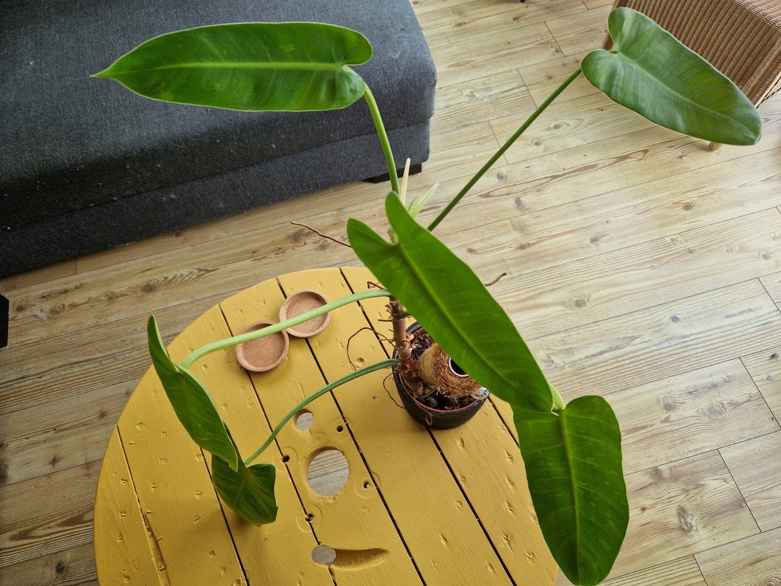 reverted Philodendron Jose Buono, Enlèvement ou Envoi