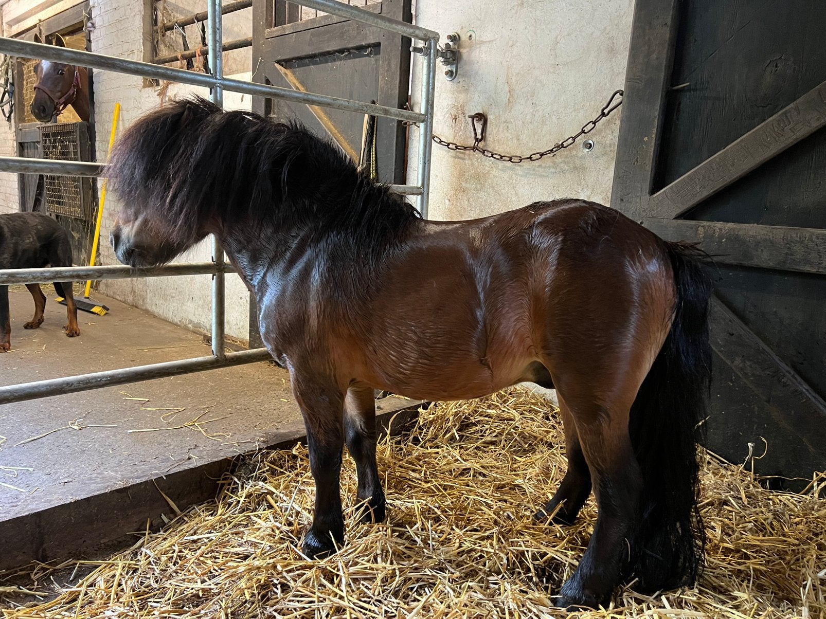 Prachtig hengstje, Dieren en Toebehoren, Pony's, Hengst, Zadelmak, Gechipt, 11 jaar of ouder