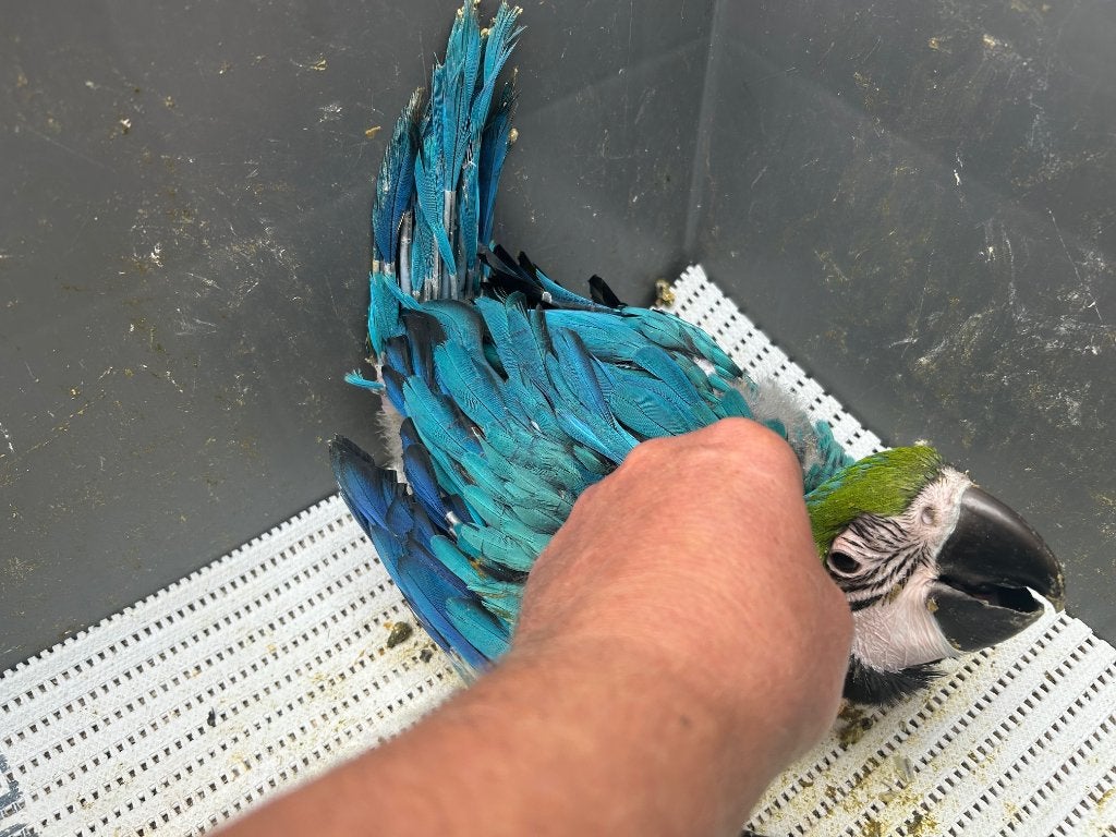 ❤️❤️️️️ Bébé ara ararauna apprivoisé de 7,5 semaines, Animaux & Accessoires, Sexe inconnu, Perroquet, Parleur