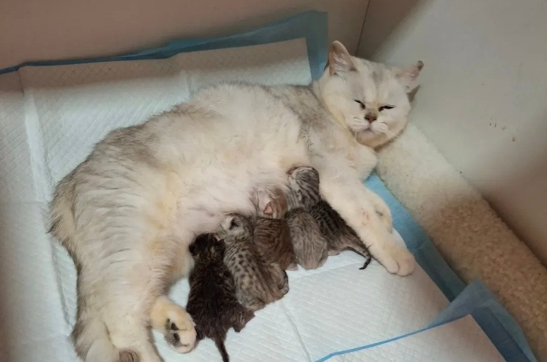 britse korthaar kitten  nog 1 poesje, Dieren en Toebehoren, Katten en Kittens | Raskatten | Korthaar, Poes, Ontwormd, 0 tot 2 jaar