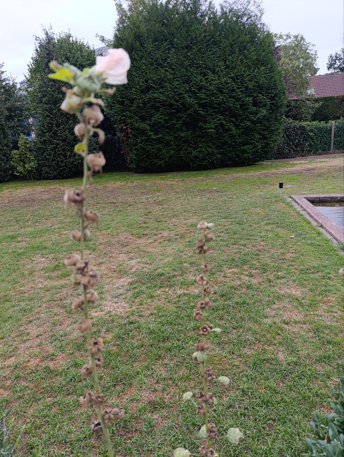 stokroos, Tuin en Terras, Ophalen