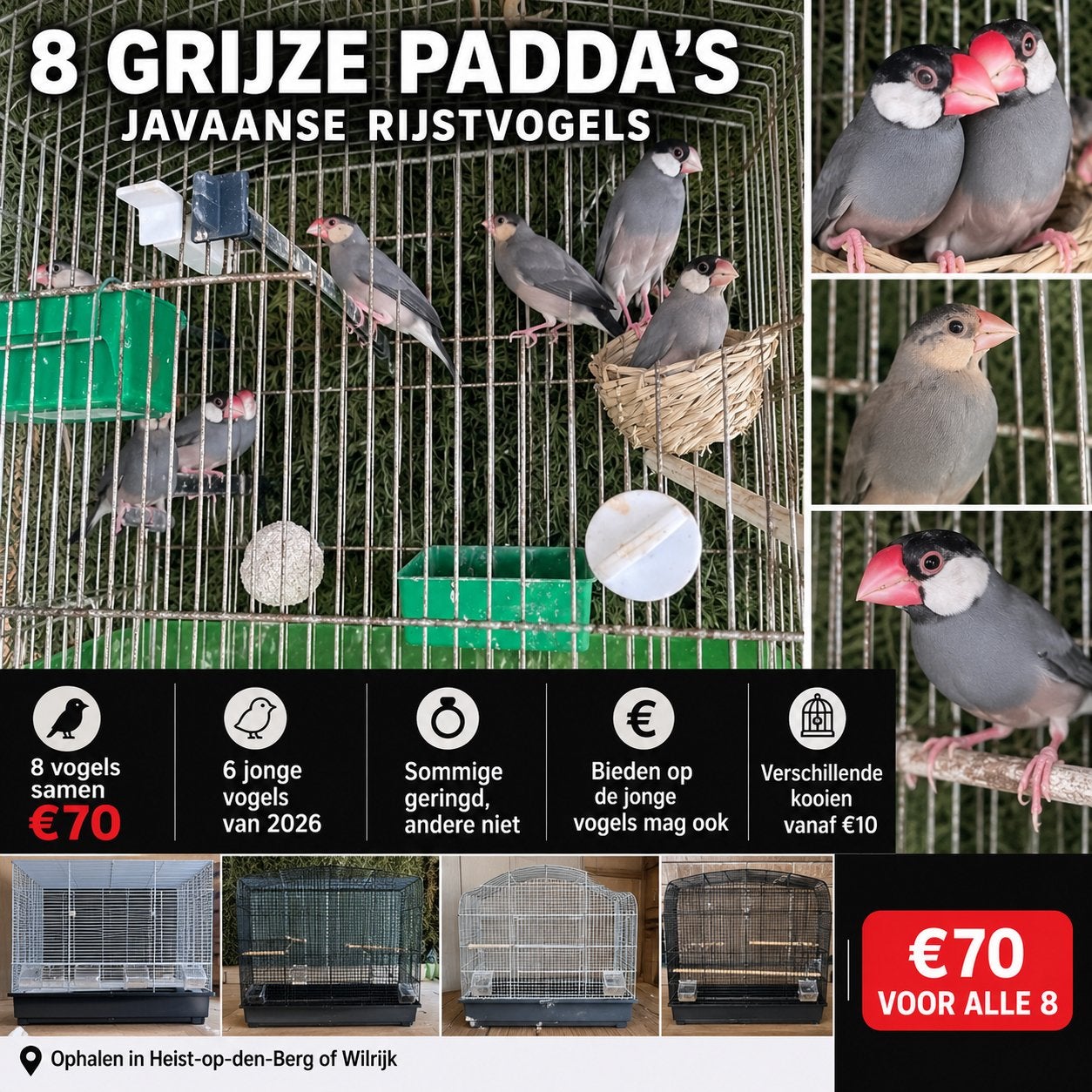 8 grijze Padda’s / Javaanse rijstvogels – €70, Animaux & Accessoires, Oiseaux | Oiseaux Autre, Femelle, Oiseau tropical, Domestique