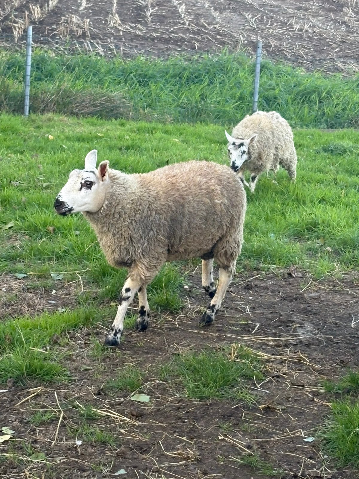 Te koop – mooi schaap van 9 maanden oud, Dieren en Toebehoren, Mannelijk, Schaap, 0 tot 2 jaar