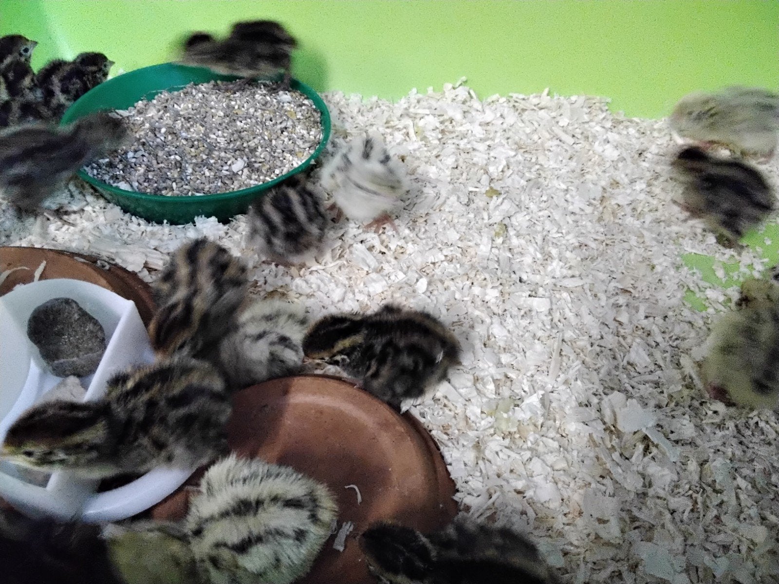 Chinese Dwergkwartels in verschillende kleuren., Dieren en Toebehoren