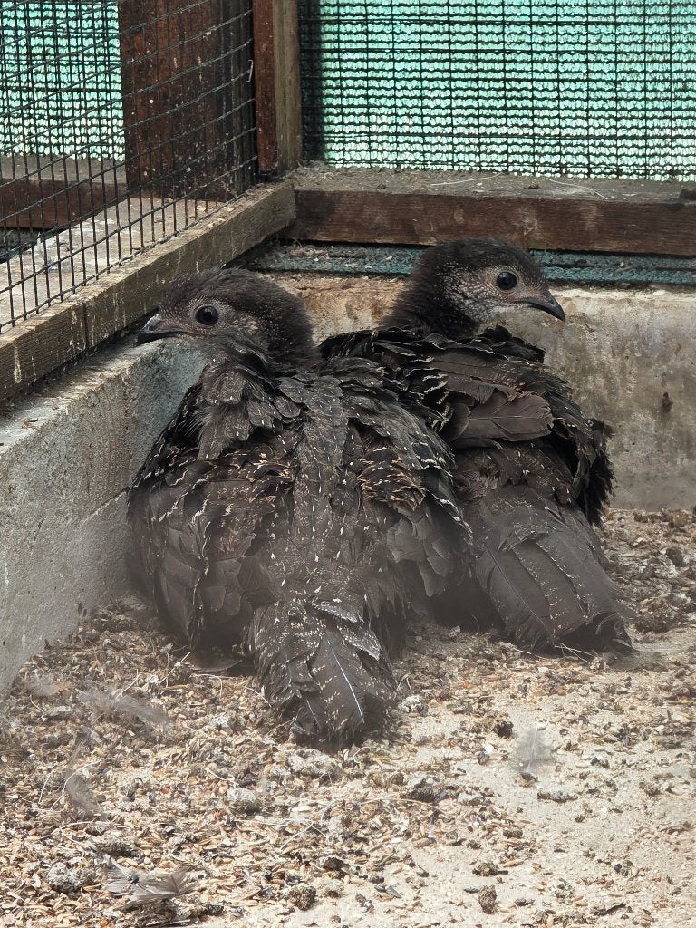 Pauwfazant, Dieren en Toebehoren