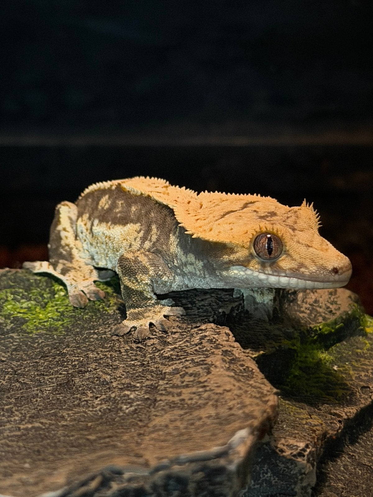 Gecko à cils pour femme, Domestique
