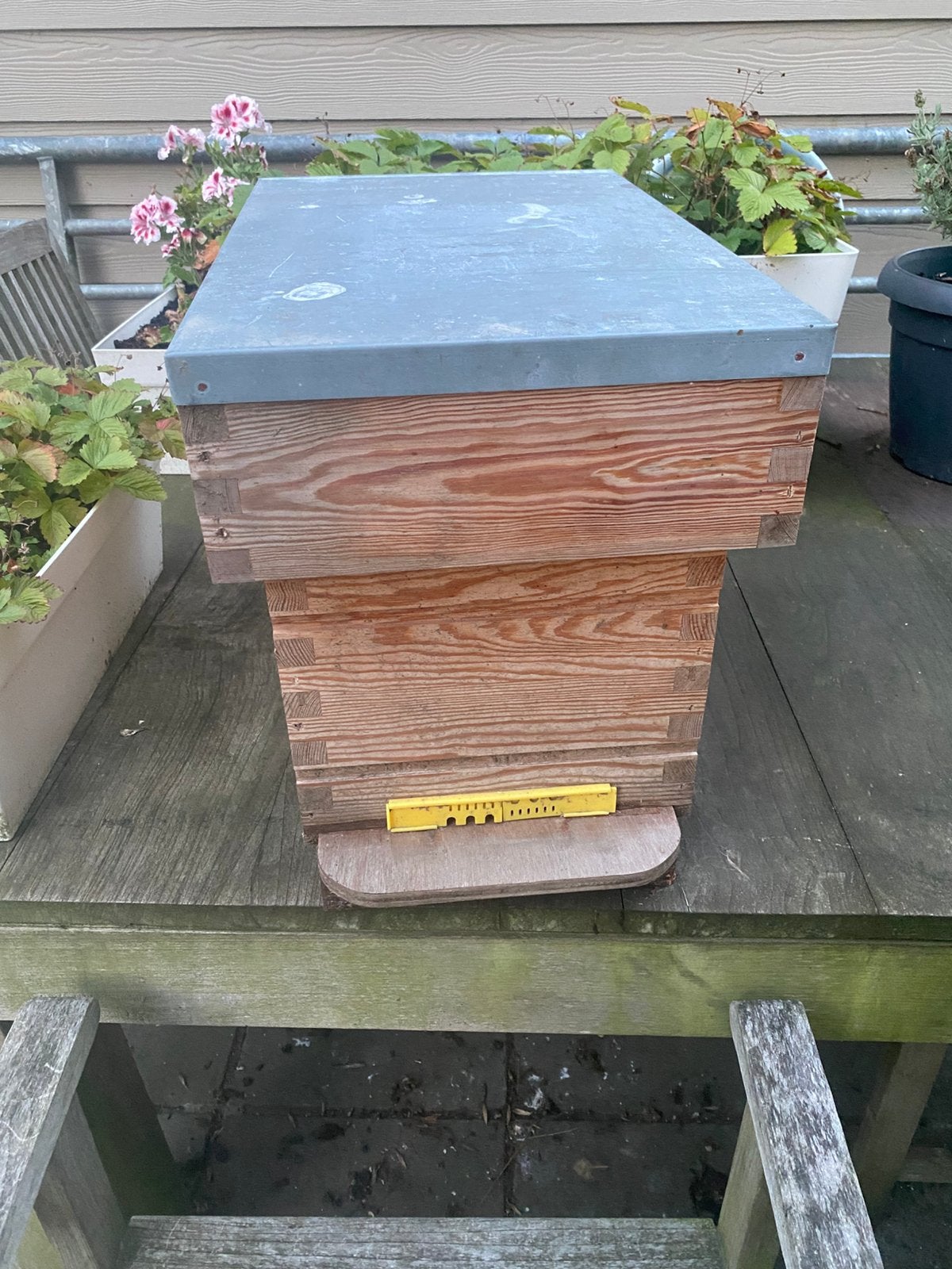6 raams simplex bijenkast, Bijen