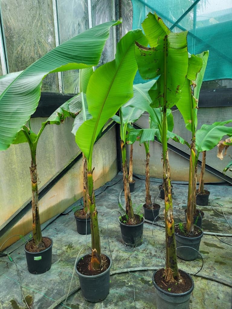 Musa basjoo,  1m50 hoog, Tuin en Terras, Ophalen