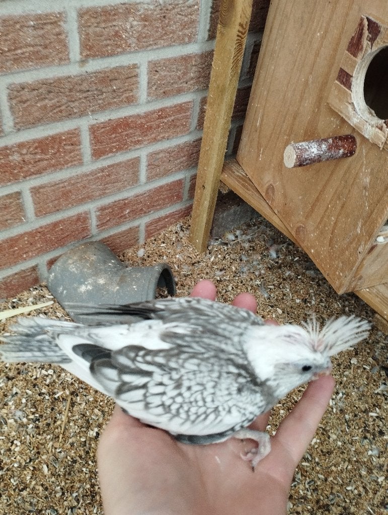 Valkparkietje, Dieren en Toebehoren, Geslacht onbekend, Parkiet